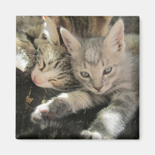 Aimant Chaton d'Inoki