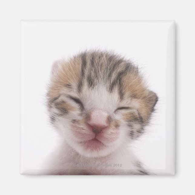 Aimant Chaton dormant (Devant)