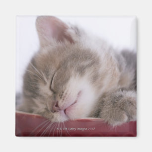 Aimant Chaton dormant dans la cuvette 2
