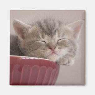 Aimant Chaton dormant dans une cuvette