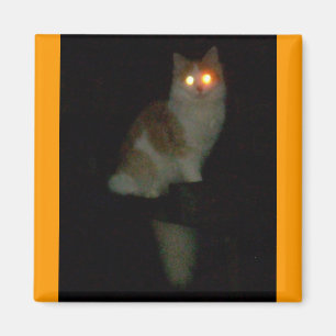 Aimant chaton éffrayant