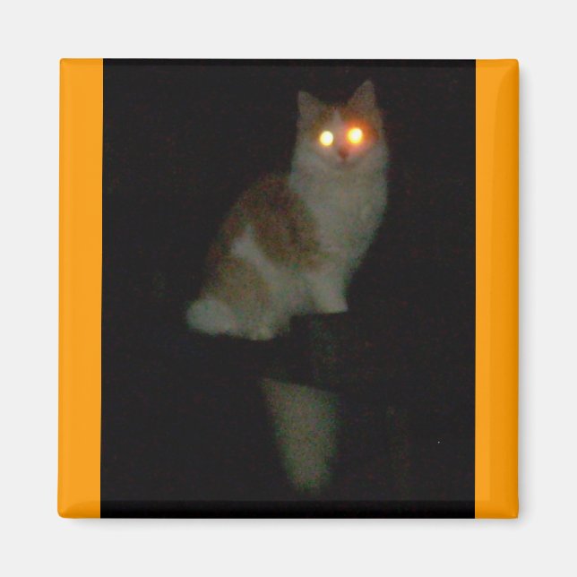 Aimant chaton éffrayant (Devant)