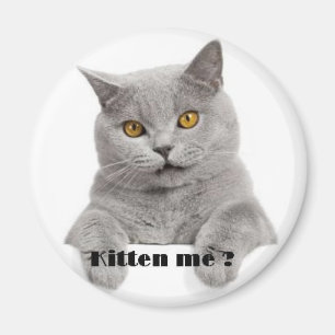 Aimant chaton je ?