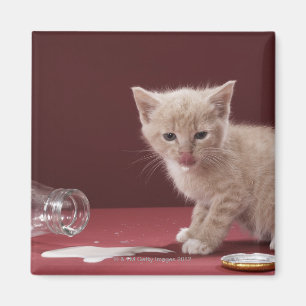 Aimant Chaton léchant le lait renversé de la bouteille