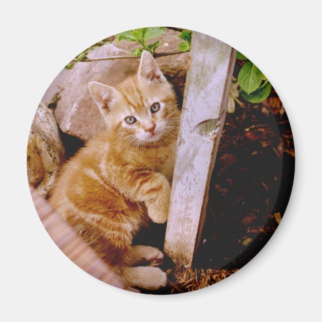 Aimant chaton mignon (Devant)