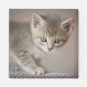 Aimant Chaton minuscule