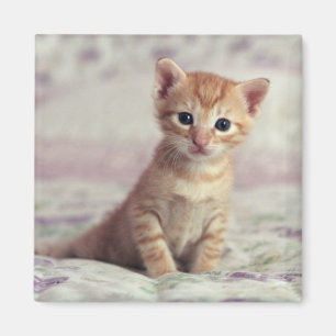 Aimant Chaton minuscule de gingembre