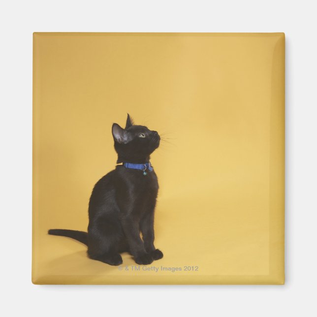 Aimant Chaton noir en col (Devant)