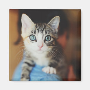 Aimant Chaton observé par bleu lumineux