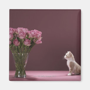 Aimant Chaton regardant le vase de roses