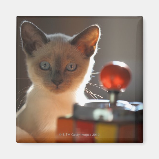 Aimant chaton siamois (Devant)