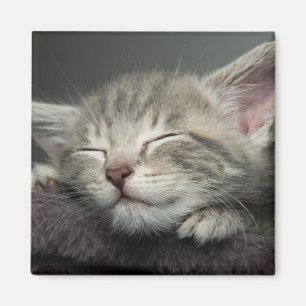 Aimant Chaton somnolent
