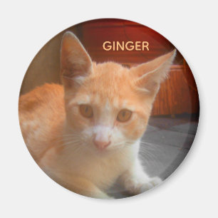 Aimant Chaton Tabby Ginger