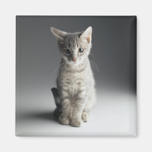 Aimant Chaton tigré bleu