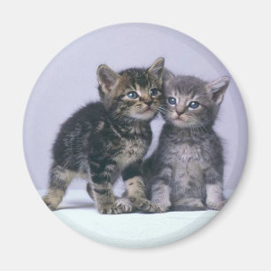 Aimant chatons
