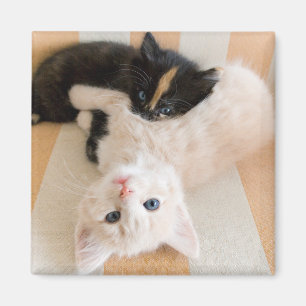 Aimant Chatons blancs et noirs