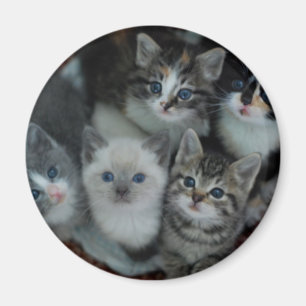 Aimant Chatons dans un panier
