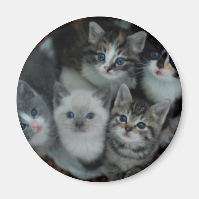 Aimant Chatons Dans Un Panier (Devant)