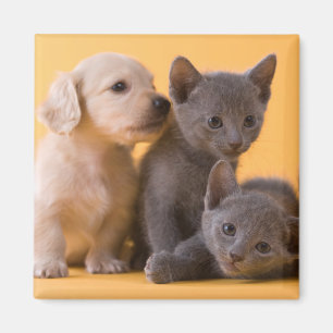 Aimant Chatons et chiots bleus russes de teckel