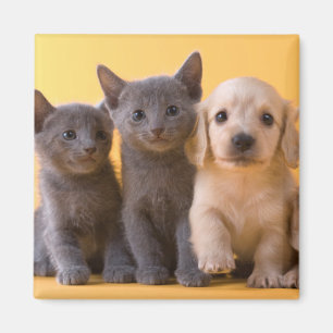Aimant Chatons et chiots bleus russes de teckel