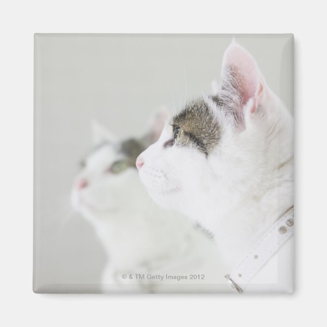 Aimant Chats (Devant)