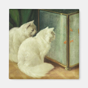 Aimant Chats blancs observant le poisson rouge