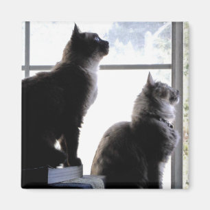 Aimant Chats curieux regardant par la fenêtre Photographi