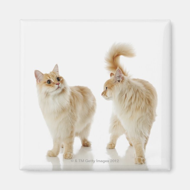 Aimant Chats Munchkin (Devant)