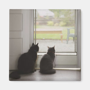 Aimant Chats regardant la porte grillagée