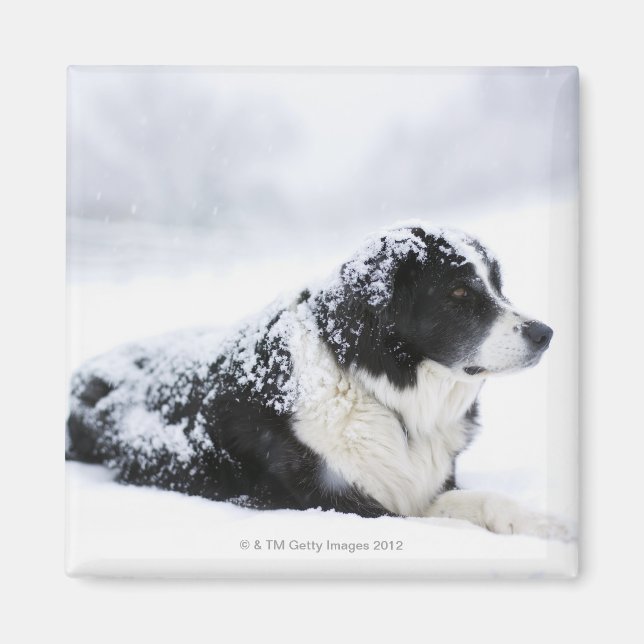Aimant Cheepdog (mélange Akbash/collie) allongé pendant (Devant)