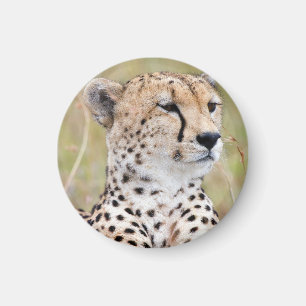 Aimant Cheetah