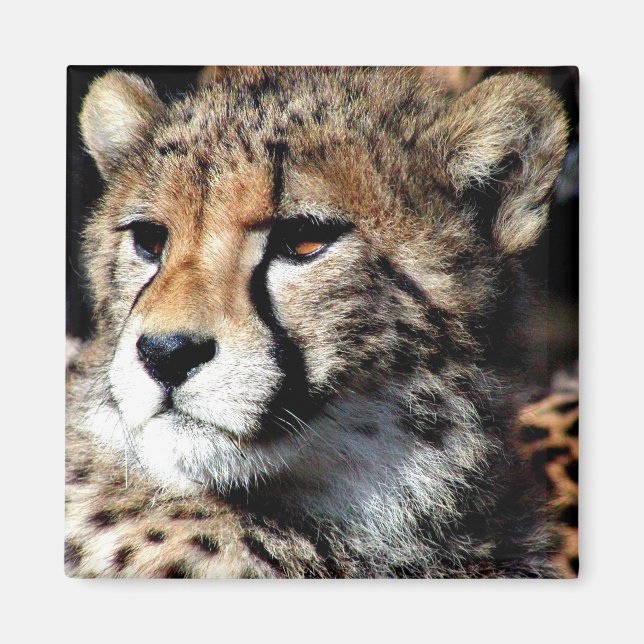 Aimant Cheetah (Devant)