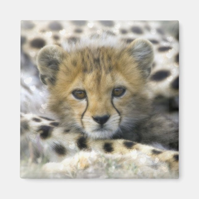 Aimant Cheetah Cub (Devant)