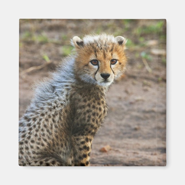 Aimant Cheetah Cub Acinonyx Jubatus) (Devant)