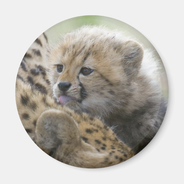Aimant Cheetah Cub avec maman (Devant)