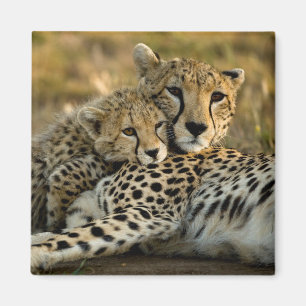 Aimant Cheetah Cub Snuggling with its Mom