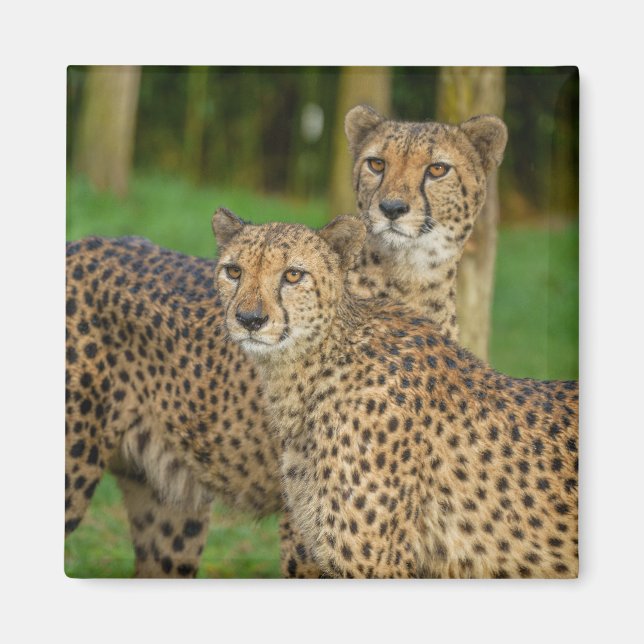 Aimant Cheetah Duo (Devant)