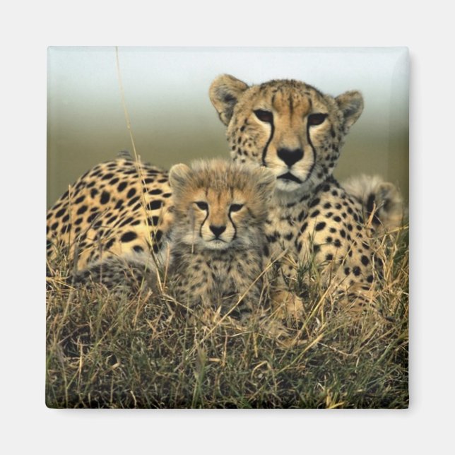 Aimant Cheetah et Cub (Devant)