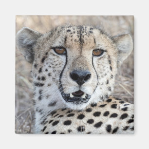 Aimant Cheetah Portrait