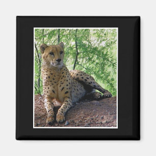 Aimant Cheetah sur un rocher