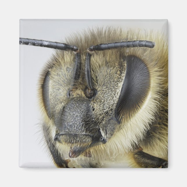 Aimant Chef d'abeille (Devant)