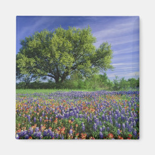 Aimant Chêne vivant & Pinceau de Texas, et Texas