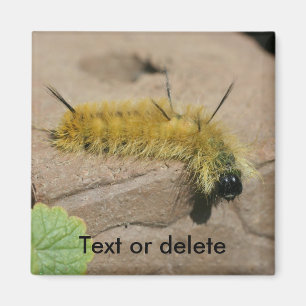 Aimant Chenille de la Noctuelle en Acier Nature Personnal
