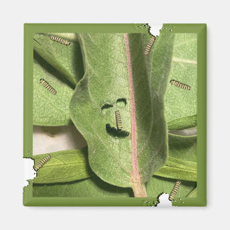 Aimant Chenille de monarque affamée drôle
