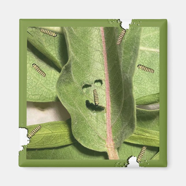 Aimant Chenille de monarque affamée drôle (Devant)