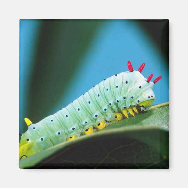 Aimant Chenille du papillon Prométhée, Callosamia (Devant)