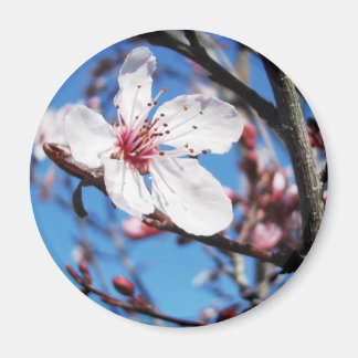 Aimant Cherry Blossom 2