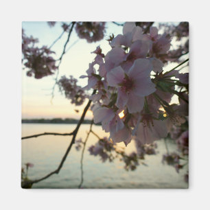 Aimant Cherry Blossom Sunset à Washington DC