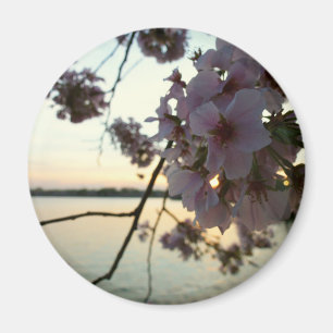 Aimant Cherry Blossom Sunset à Washington DC