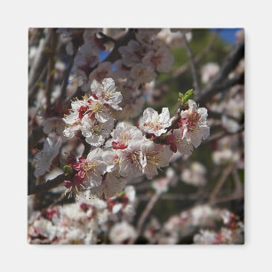 Aimant Cherry Blossoms